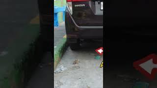 Pest Control is Required in Quiapo Manila #shorts