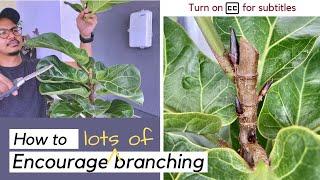 How to create multiple branches for your fiddle leaf fig (ficus lyrata)