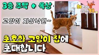 3층 주택이 전부 고양이를 위한 집! 옥상엔 대형 캣티오가?! 고양이 유토피아에 초대된 시골 길냥이 출신 뉴페이스 고양이│#왜그러냥귀엽개