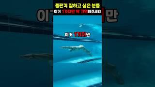 돌핀킥을 잘하고 싶다면 이거 1가지만 기억해주세요