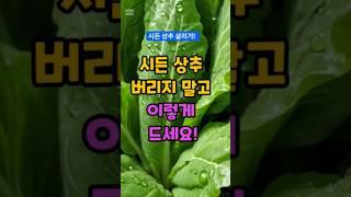 시든상추 살리는 방법 #건강정보 #시든상추 #상추활용법