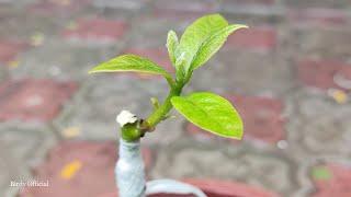 Grafting Avocado Plant | Avocado V Graft Technique