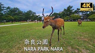 [ Nara ] Have fun with so many deer in a park #narapark #奈良