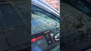 Собачий автомобильный маньякфанатик что-ли...
