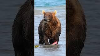 Bear: Snack champions and swimming stars #bear #animals #wildlife #shorts #animalworld