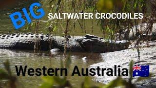 HUGE Saltwater Crocodiles | North Australia