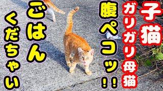 ごはんくだちゃいっ！！必死で鳴く子猫たちとガリガリの母猫にご飯をあげたらすごい勢いですごい量をバクバク食べた