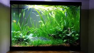 Ember Tetras, Celestial Pearl Danios, Corydoras & Honey Gourami - Planted Tank