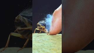 The Explosive Power Of The Fantastic Bombardier Beetle! #wildcreatures #animalfacts