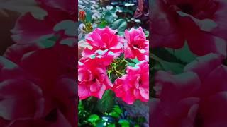 beautiful flowers #flowers #beautiful #shumail,svlogs #saveron ka meray tu Suraj lagay ..