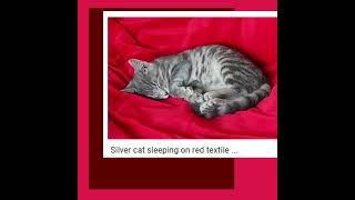 Zacnary - Silver Cat Sleeping on Red Textile (EP)