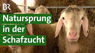 Zucht bei Schafen: Fitte und gesunde Lämmer mit Natursprung und Vaterschaftstest | Unser Land | BR