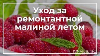 Уход за ремонтантной малиной летом | toNature.Info