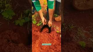 He Tried to Catch It… But 