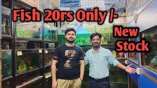 Chandigarh Pet Shop | Fish Aquarium Shop | New Stock  | Budgies Parrot 500 Pair | Unique Lifesytle