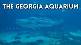 The Georgia Aquarium | A Tour With Whale Sharks