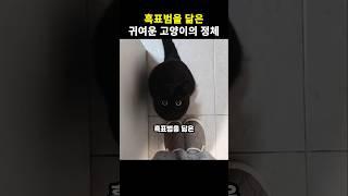 검은색 특징을 가진 고양이의 정체는?