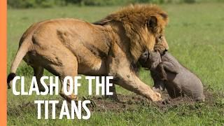 Explore the Clash of the Titans - Lions vs. Hyenas, a Fight for Territory | Full Documentary