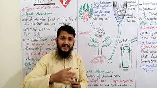 Types of meristems | Apical, Intercalary and lateral meristem | FSc biology