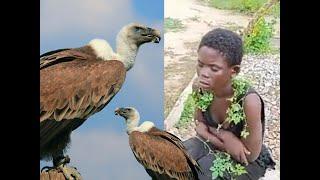 Shockíng: Wítch Bird Turns Into Human After faíled Operatíon in Night at Gomoa Mampong.