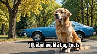 The Unbelievable Truth About Dogs | Pawsitive Personals