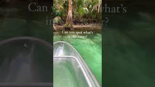 Comment your guesses ⬇️ #wildlife #springs #florida #baby #wildfl #kayaking #getupandgokayaking