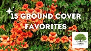 15 Ground Cover Favorites - TN Nursery