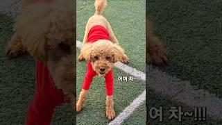 공놀이 좋아하는 댕댕이
