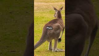 The Science Behind Kangaroo Hops & Pouches! #informationalthoughts #kangaroo #viralshorts #animals