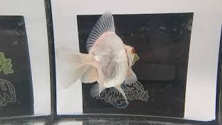 Ryukin white short tail XL 11/12cm cod. 10B #ryukin #goldfish #acquarium #fish www.lamangrovia.com