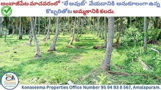 OALABJ01112 - Coconut Land 1.20 Acres With CC Road - Useful For Layout & Plotting - Near Ambajipeta.