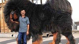 Worlds New Largest Dog Breeds 2018