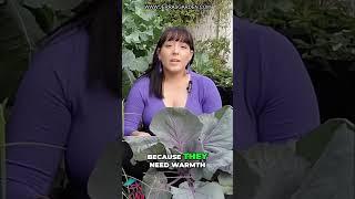 Master Seed Sowing: Protect, Germinate, and Grow Perfect Plants!