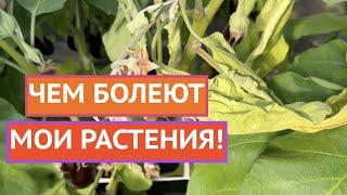 ОСНОВНЫЕ БОЛЕЗНИ РАСТЕНИЙ И ИХ ФОТО!