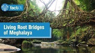 Living Root Bridges of Meghalaya | Tree Bridge | Frugal Innovation | SDG Plus