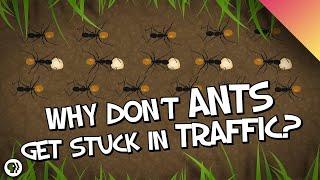 Why Don't Ants Get Stuck In Traffic?