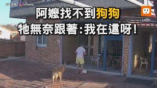 阿嬤找不到狗狗 牠無奈跟著：我在這呀！｜狗狗｜阿嬤｜互動｜找不到｜搞笑