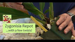 Repotting a Zygonisia (Zygopetalum) Orchid, But with a Few Twists | Surprise Ending to Orchid Repot