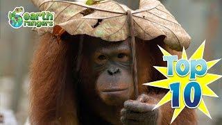 Top 10: Worst Animal Hiding Spots