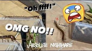 Centipedes are truly a NIGHTMARE for me !!!