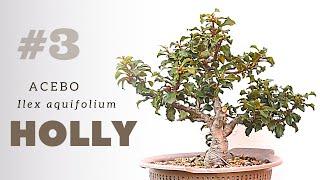 Holly Bonsai - reppoting & more #3