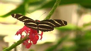 Butterfly Forest at Phipps Conservatory