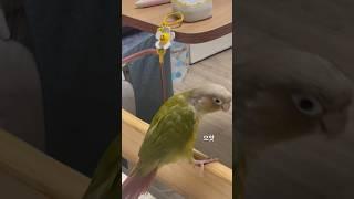 새 가슴 앵이씨