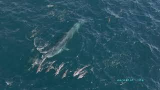 Rare Bryde's Whale Feeding