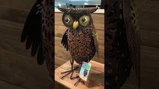 Brown OWL