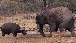 Elephant & Buffalo Fight Over Waterhole Territory | World Wild Web