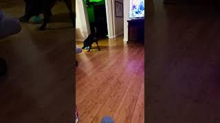 #rottweiler  #puppy  our forever #puppy  #funny  #subscribe  #shorts  ️️️ $$$