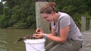 Interning at the Smithsonian Environmental Research Center (SERC)