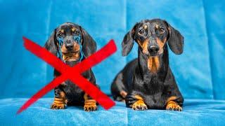 This Dachshund Went Back in Time… and DELETED His Puppy Brother!