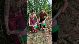 Super Practical Tool for Rural Farmer | Modern Agricultural Tools #satisfying #shorts #ytshorts